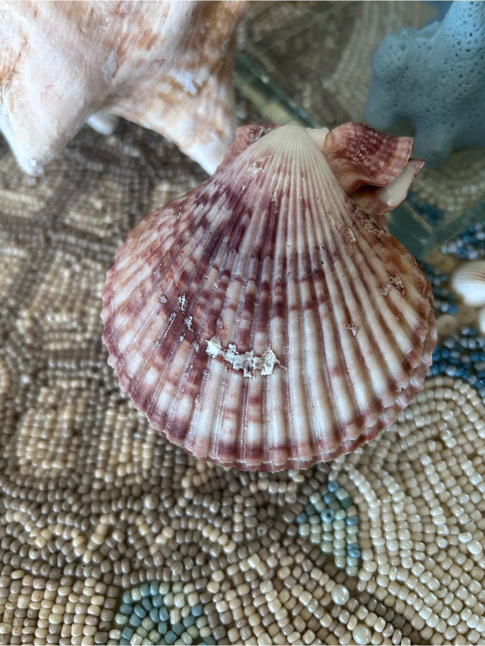Natural Purple Barnacle Cluster on Scallop Shell - Picture 3 of 9